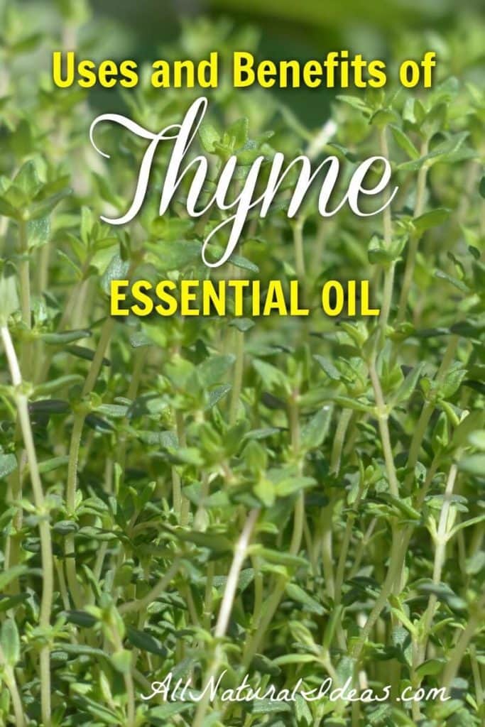 Rosemary & Thyme Essential Oils: Uses And Benefits Rosemary & Thyme Essential Oils: Uses And Benefits
