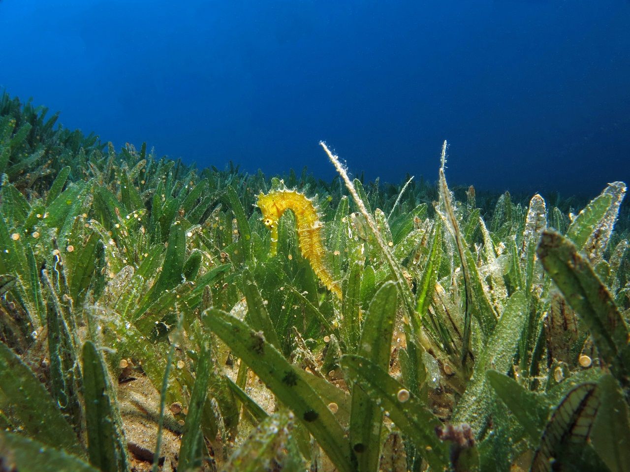 Scotland's Coastal Restoration: A Focus On Seagrass Planting Bids Scotland's Coastal Restoration: A Focus On Seagrass Planting Bids