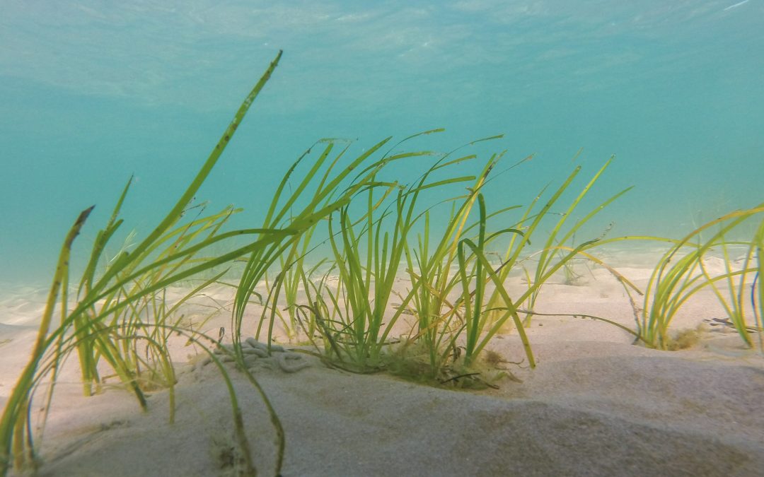 Scotland's Coastal Revival: A Focus On Seagrass Restoration Bids Scotland's Coastal Revival: A Focus On Seagrass Restoration Bids