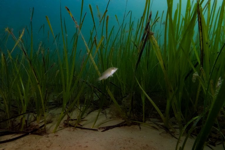 Scotland's Coastal Revival: Seagrass Planting And Ecosystem Restoration Scotland's Coastal Revival: Seagrass Planting And Ecosystem Restoration
