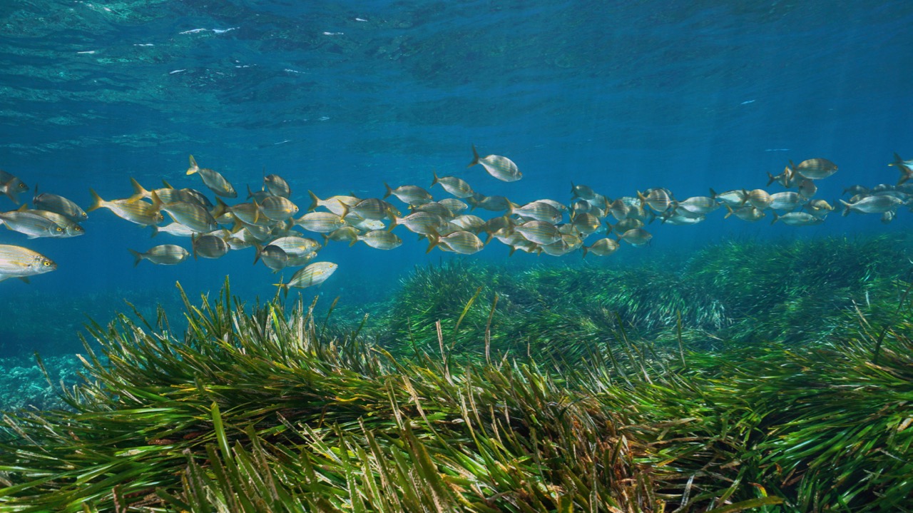 Scotland's Coastal Revival: The Importance Of Seagrass Restoration Projects Scotland's Coastal Revival: The Importance Of Seagrass Restoration Projects