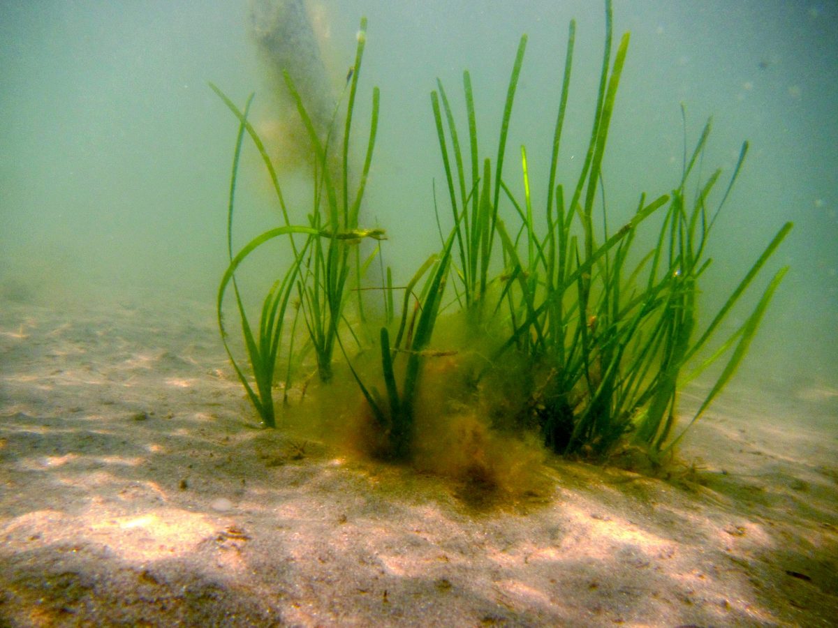 Scotland's Coastal Revival: The Role Of Seagrass Restoration Bids Scotland's Coastal Revival: The Role Of Seagrass Restoration Bids