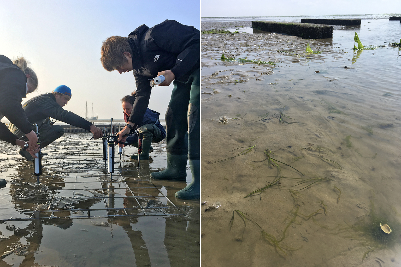 Seagrass Restoration Projects Along The Scottish Coastline Seagrass Restoration Projects Along The Scottish Coastline