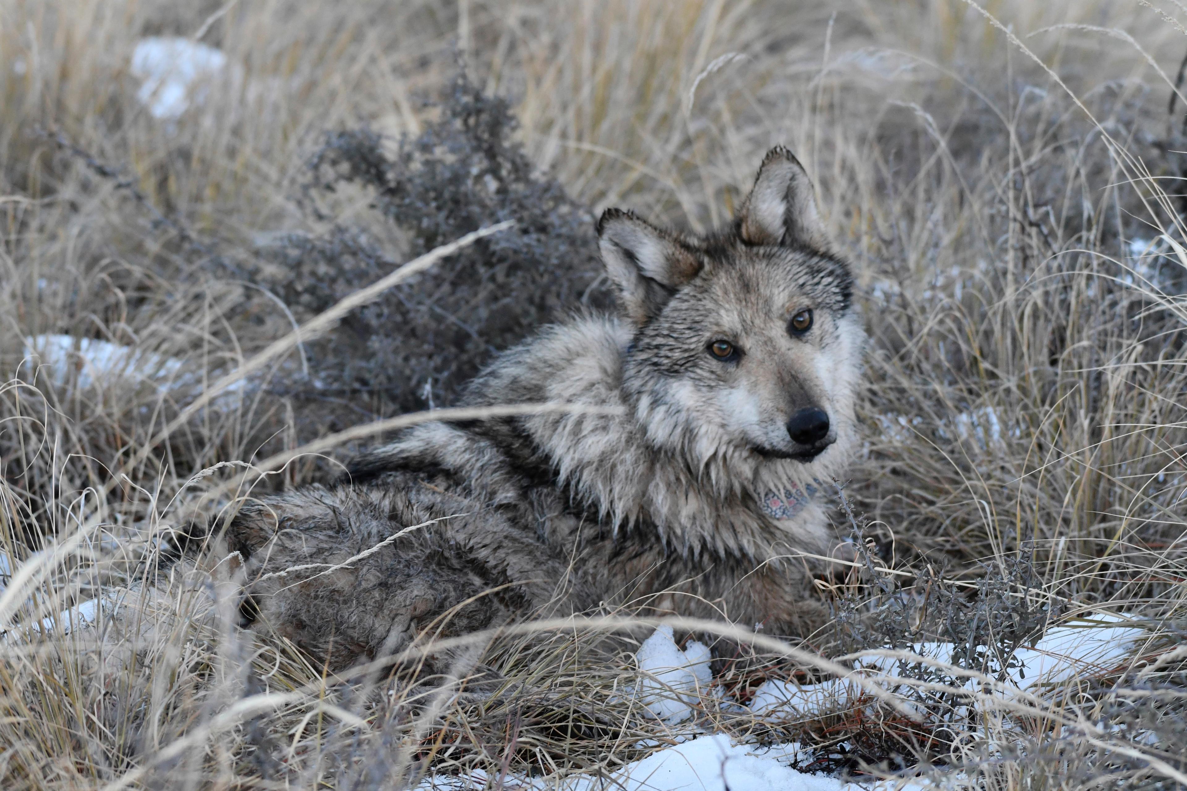 Second Reintroduced Colorado Gray Wolf Found Dead In Wyoming Second Reintroduced Colorado Gray Wolf Found Dead In Wyoming