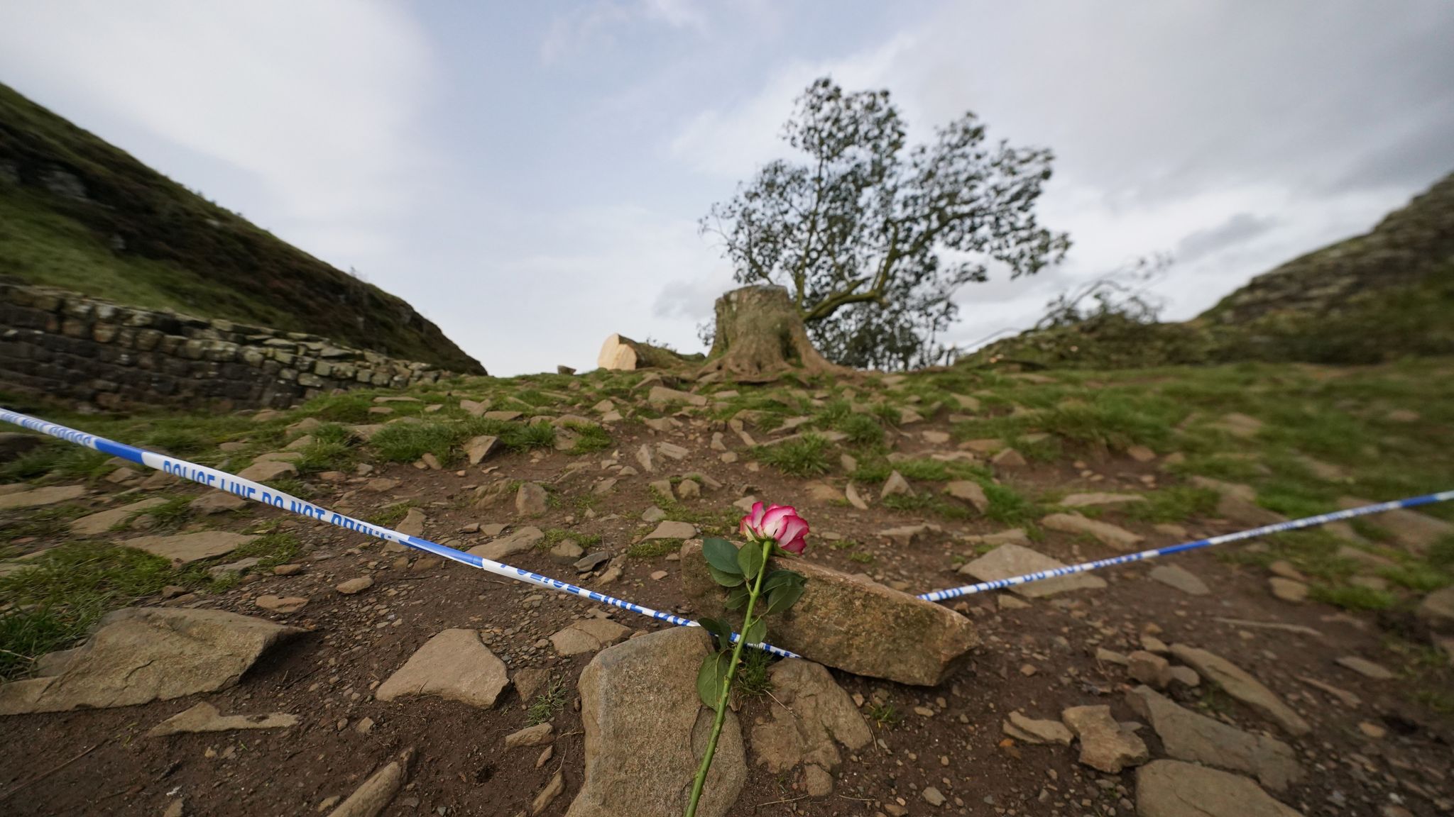 Sentencing For Men Convicted Of Sycamore Gap Tree Destruction Sentencing For Men Convicted Of Sycamore Gap Tree Destruction