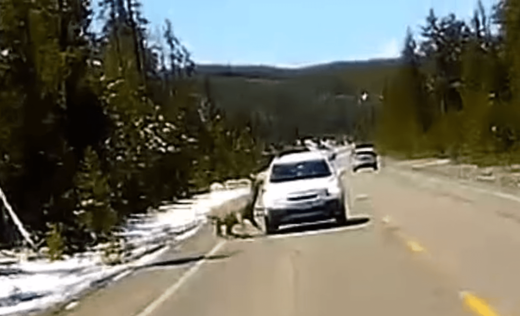 Seven Fatalities Reported In Yellowstone Area Vehicle Collision Seven Fatalities Reported In Yellowstone Area Vehicle Collision