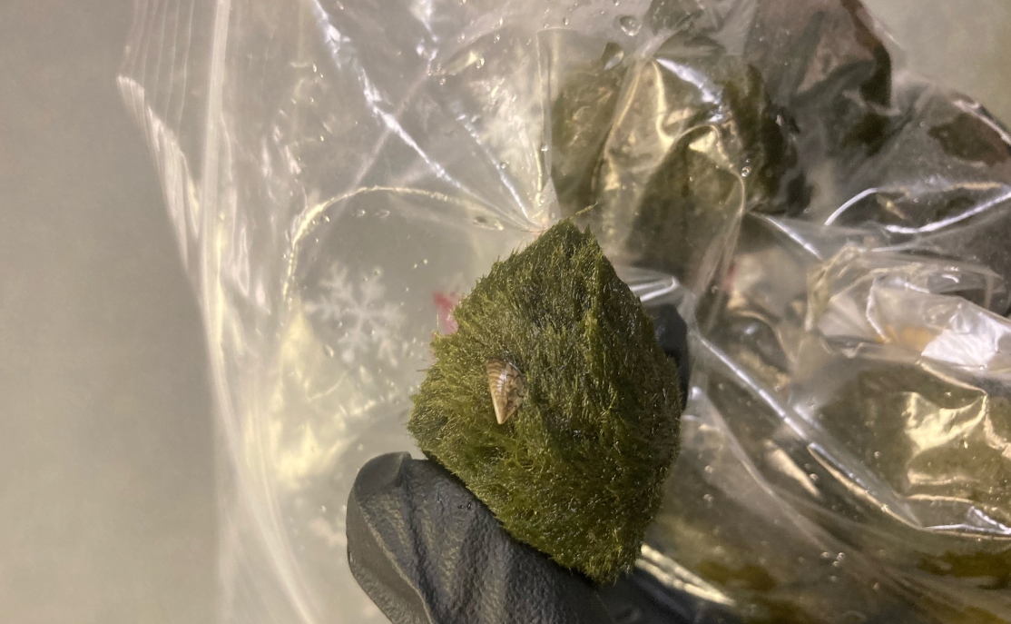 Significant Zebra Mussel Infestation Discovered On Casper Boat Lift Significant Zebra Mussel Infestation Discovered On Casper Boat Lift
