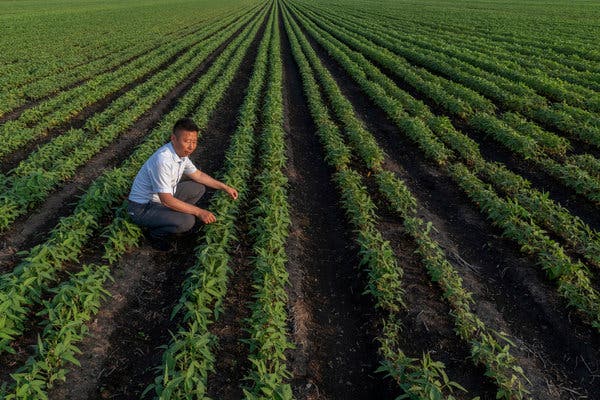 Sinograin Auctions Imported Soybeans To Combat China's Supply Crunch Sinograin Auctions Imported Soybeans To Combat China's Supply Crunch