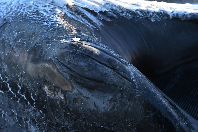Soft Mud Complicates Fin Whale Skeleton Recovery In Anchorage Amidst Warming Weather Soft Mud Complicates Fin Whale Skeleton Recovery In Anchorage Amidst Warming Weather