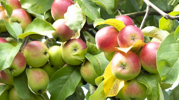 South Africa's Apple Exports Surge, Surpassing New Zealand South Africa's Apple Exports Surge, Surpassing New Zealand