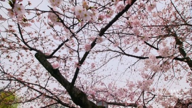 Springwatch In Japan: Cherry Blossom Season Guide Springwatch In Japan: Cherry Blossom Season Guide