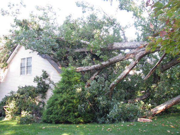 Submit Your Louisville Storm Debris Removal Request: A Step-by-Step Guide Submit Your Louisville Storm Debris Removal Request: A Step-by-Step Guide