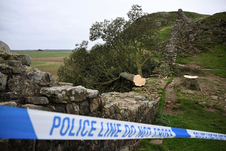 Sycamore Gap Tree Felling: Two Men Found Guilty Sycamore Gap Tree Felling: Two Men Found Guilty