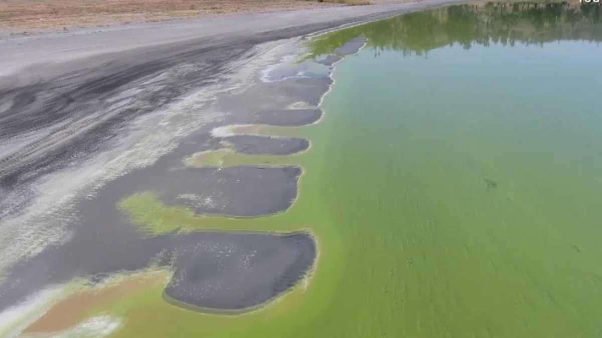 The Devastating Effects Of Toxic Algae Blooms On California's Marine Life The Devastating Effects Of Toxic Algae Blooms On California's Marine Life