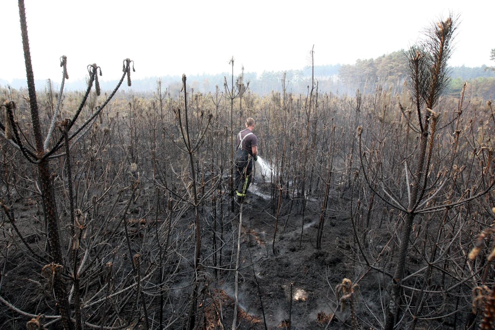 The Devastating Effects Of Wildfires On Rare UK Wildlife The Devastating Effects Of Wildfires On Rare UK Wildlife