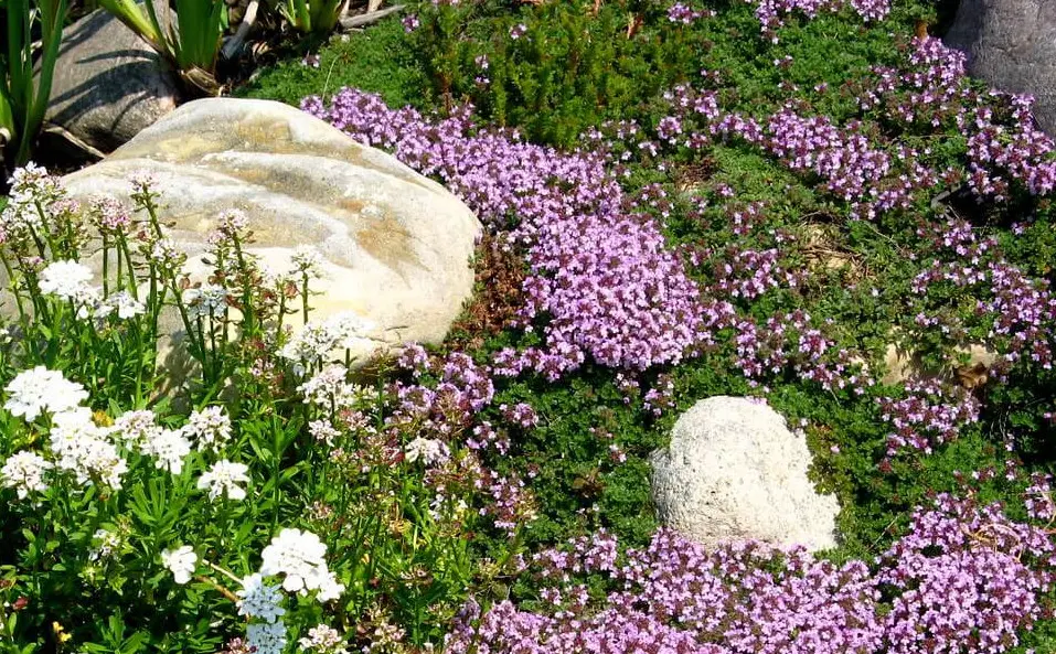 The Flavor Profile Of Rosemary And Thyme: A Detailed Analysis The Flavor Profile Of Rosemary And Thyme: A Detailed Analysis