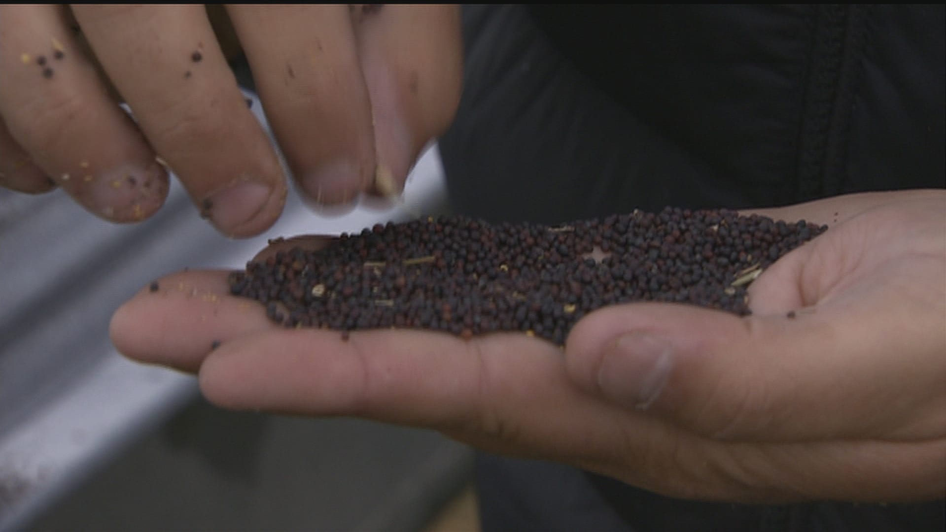 The Impact Of Canada-China Relations On Canola Trade The Impact Of Canada-China Relations On Canola Trade