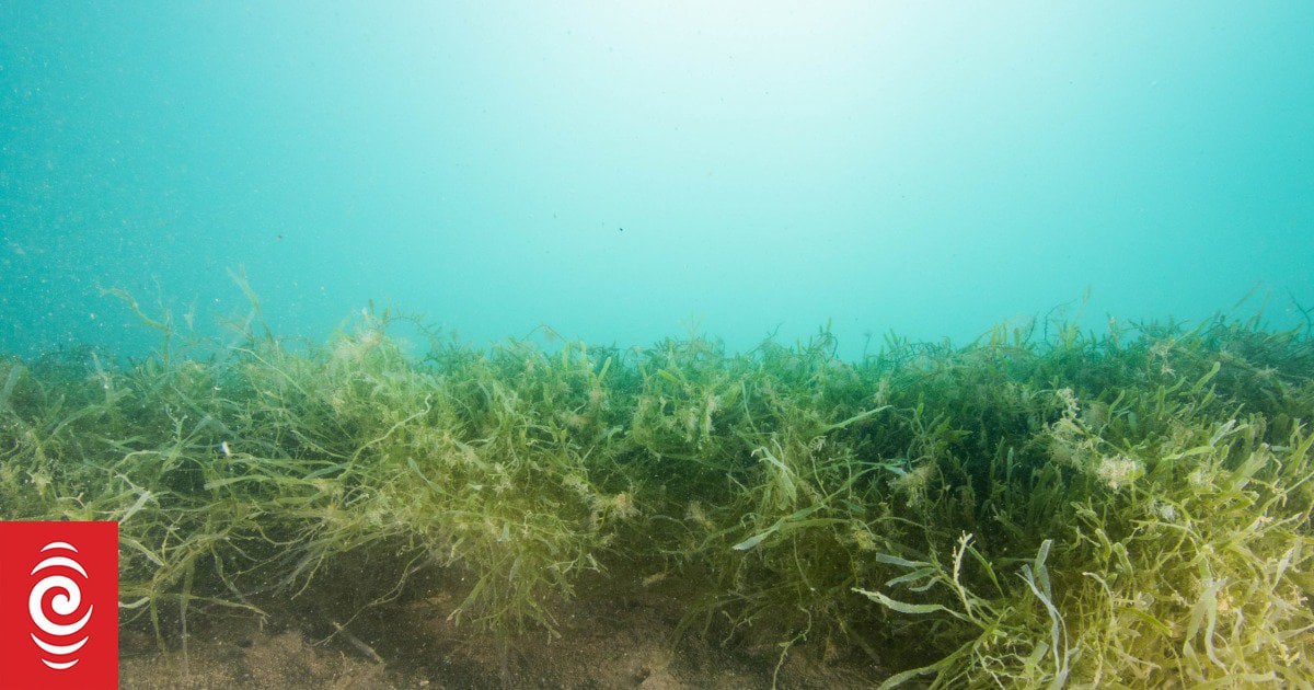The Killer Seaweed Threat To Australian Marine Fauna