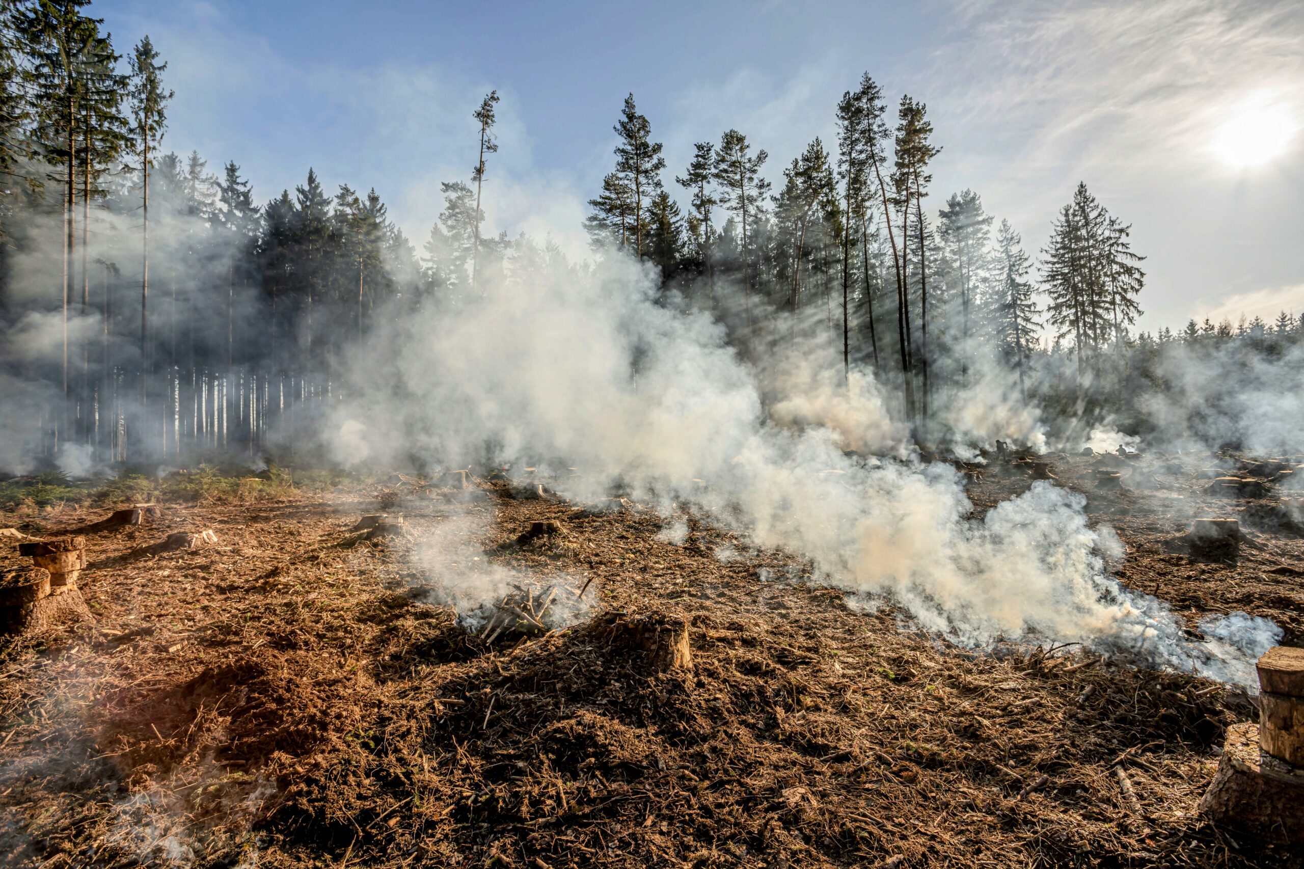 The Rising Tide Of Global Forest Loss: Wildfires And The Fight For Conservation The Rising Tide Of Global Forest Loss: Wildfires And The Fight For Conservation