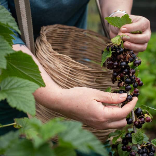 The Ultimate Guide To Cassis Blackcurrant The Ultimate Guide To Cassis Blackcurrant