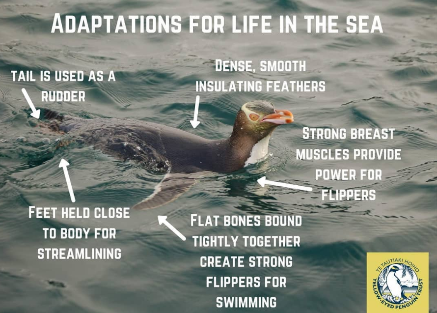 The Wonder Of Animals: Their Adaptations And Survival Strategies The Wonder Of Animals: Their Adaptations And Survival Strategies