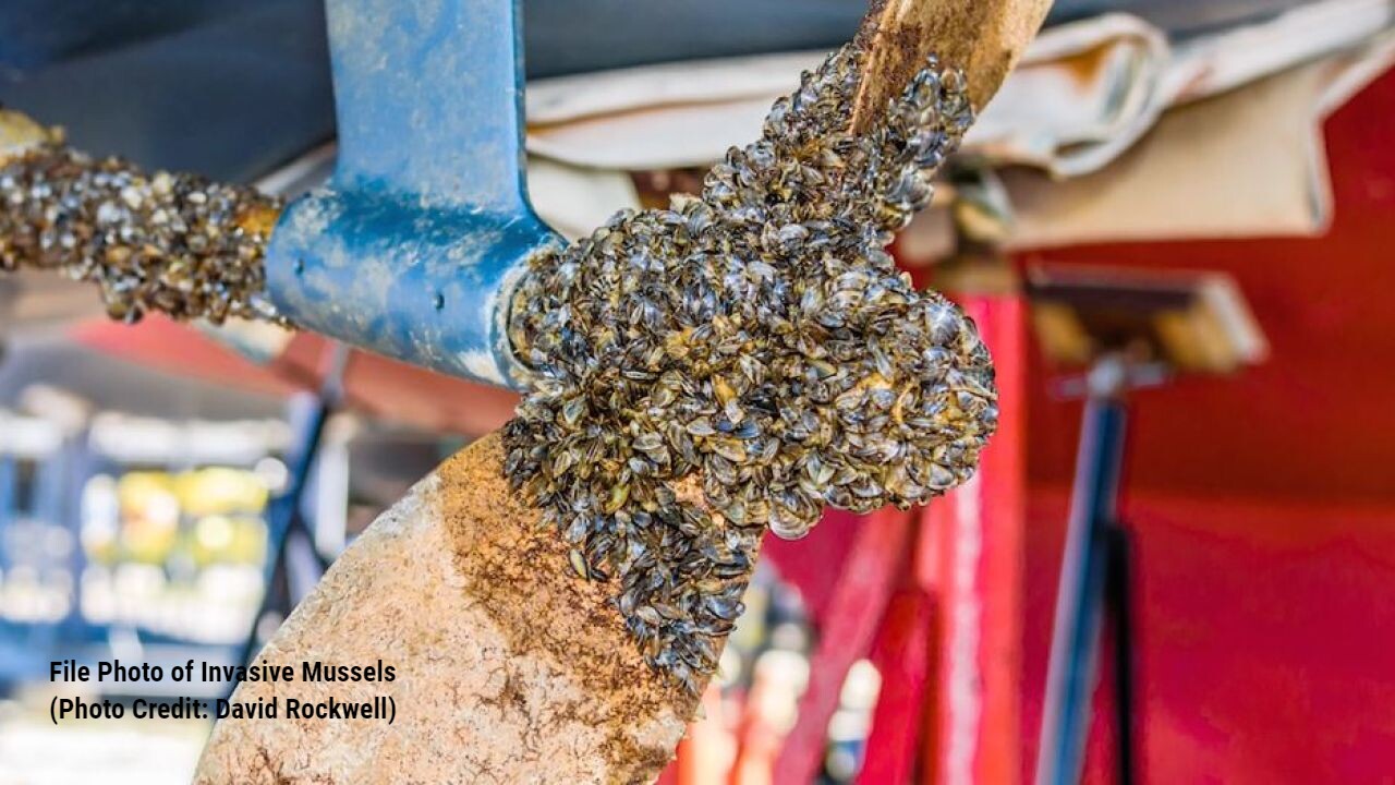 Thousands Of Zebra Mussels Found On Casper Resident's New Boat Lift Thousands Of Zebra Mussels Found On Casper Resident's New Boat Lift