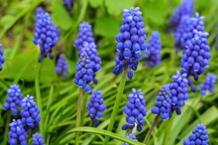 Timing Is Everything: A Comprehensive Guide To Planting Hyacinth Bulbs