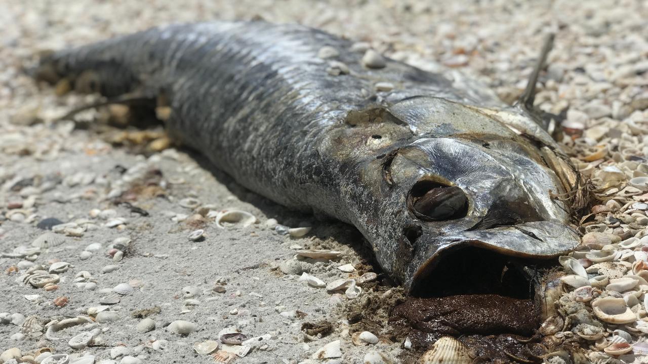 Toxic Algae Blooms Devastate California Coastline Marine Life Toxic Algae Blooms Devastate California Coastline Marine Life