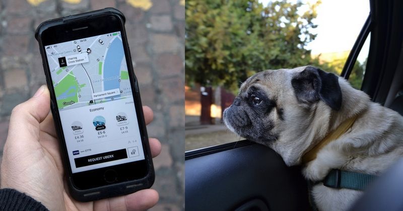 Travel With Pets On Uber In Mumbai: A Step-by-Step Guide Travel With Pets On Uber In Mumbai: A Step-by-Step Guide