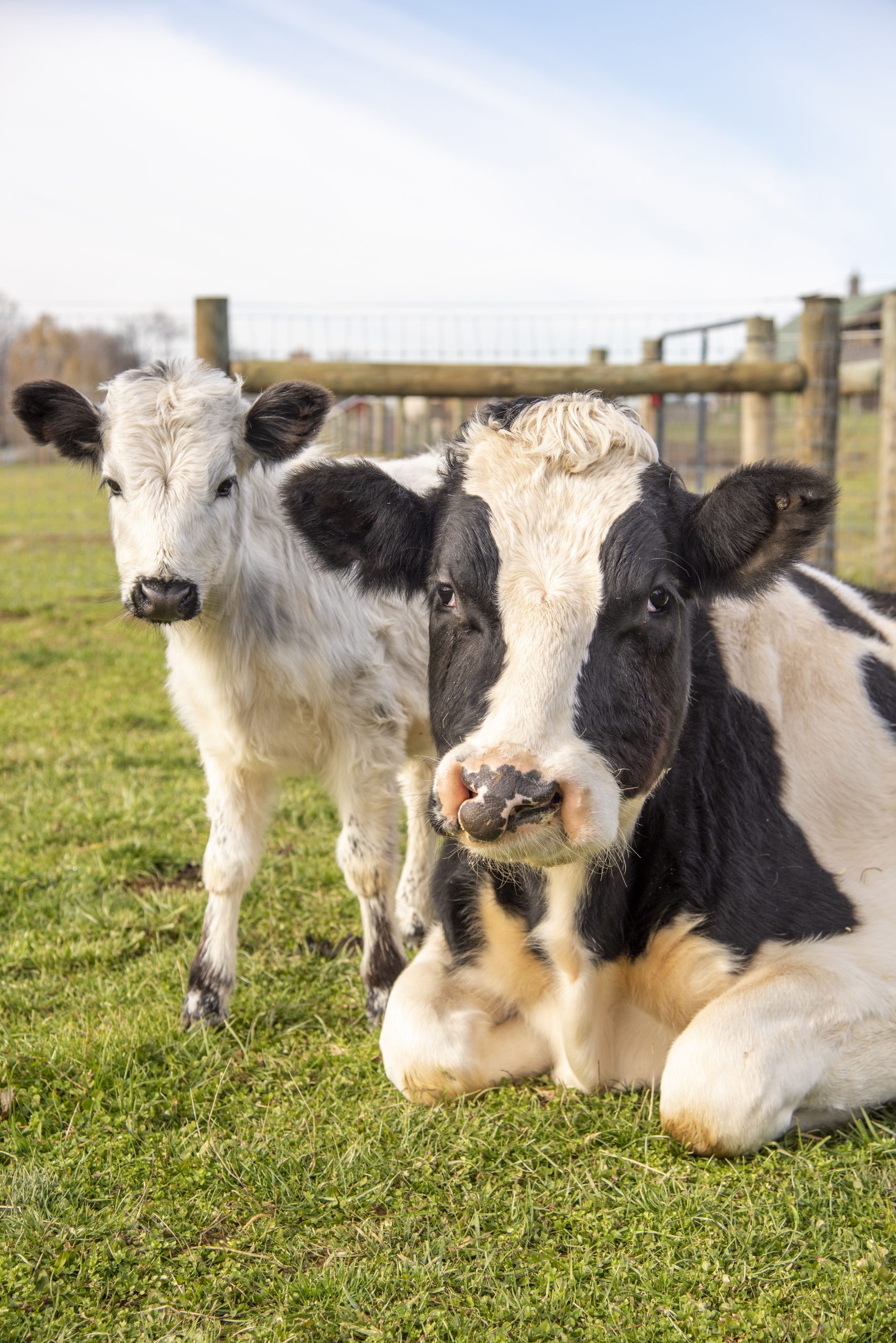 Two Loose Cows In Lancaster County Park: Location And Updates Two Loose Cows In Lancaster County Park: Location And Updates