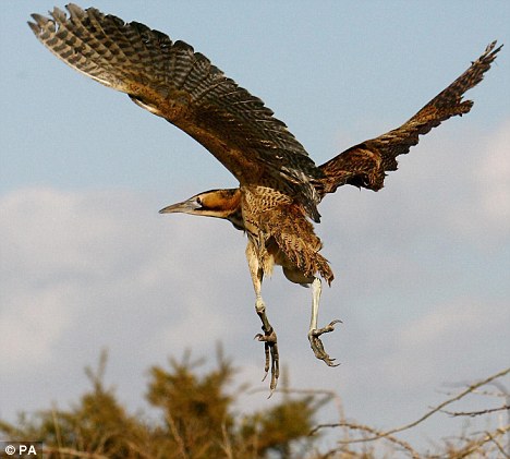 UK Rarest Wildlife On Brink After Devastating Wildfires UK Rarest Wildlife On Brink After Devastating Wildfires