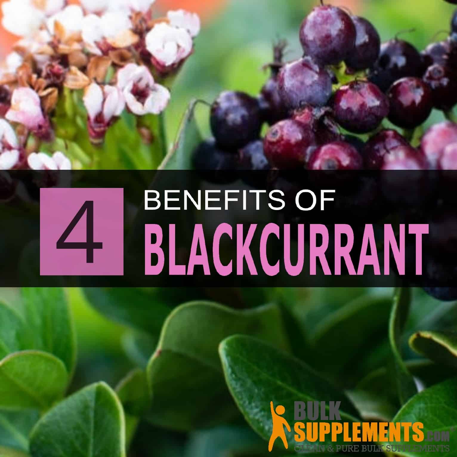 Understanding Cassis Blackcurrant: Health Benefits And Nutritional Value Understanding Cassis Blackcurrant: Health Benefits And Nutritional Value