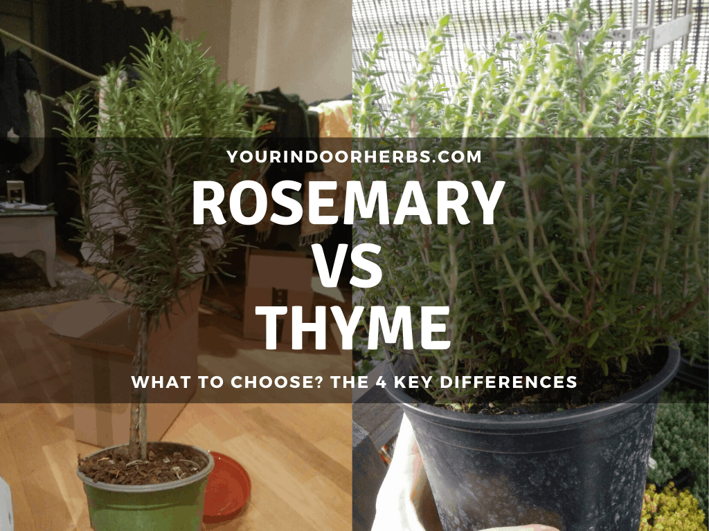 Understanding The Distinct Flavors Of Rosemary And Thyme Understanding The Distinct Flavors Of Rosemary And Thyme