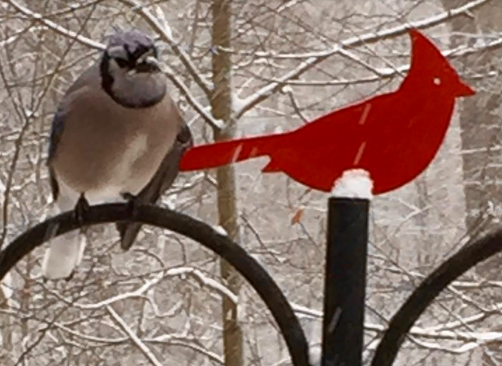 Understanding Winter Bird Behaviour For Successful Winterwatch Understanding Winter Bird Behaviour For Successful Winterwatch