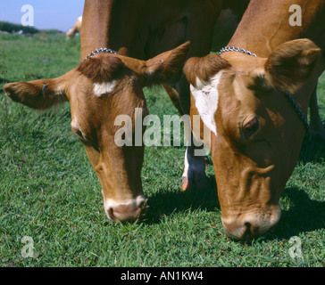 Update: Two Cows Loose In Lancaster County Park - Search Continues Update: Two Cows Loose In Lancaster County Park - Search Continues