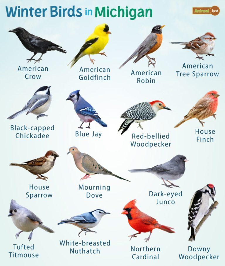 Winterwatch: A Comprehensive Guide To Identifying Winter Birds Winterwatch: A Comprehensive Guide To Identifying Winter Birds