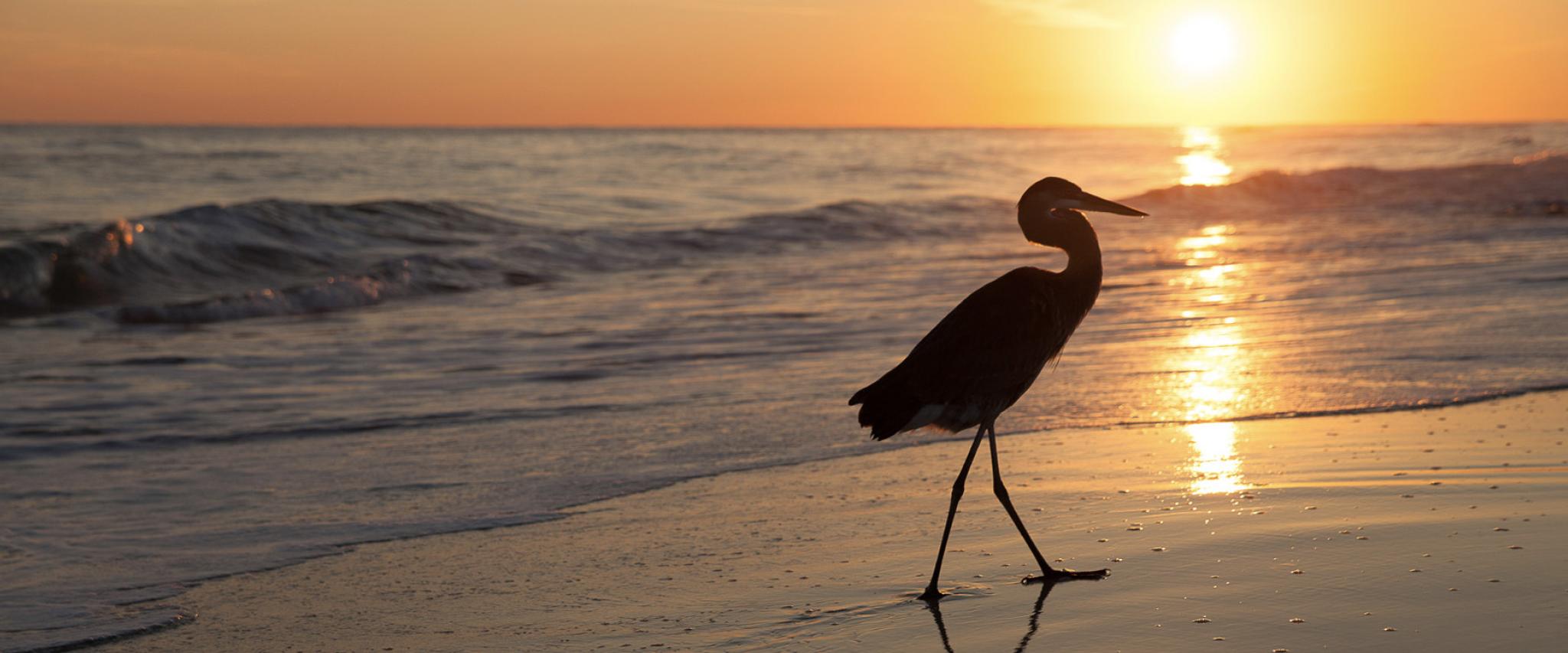 Winterwatch: Your Guide To The Best Winter Birdwatching Spots Winterwatch: Your Guide To The Best Winter Birdwatching Spots