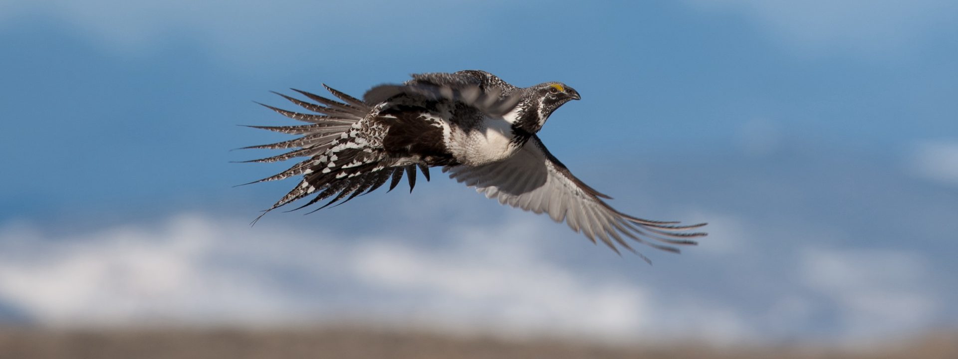 Wyoming Otter Conservation: A Pivotal Moment In Management Wyoming Otter Conservation: A Pivotal Moment In Management