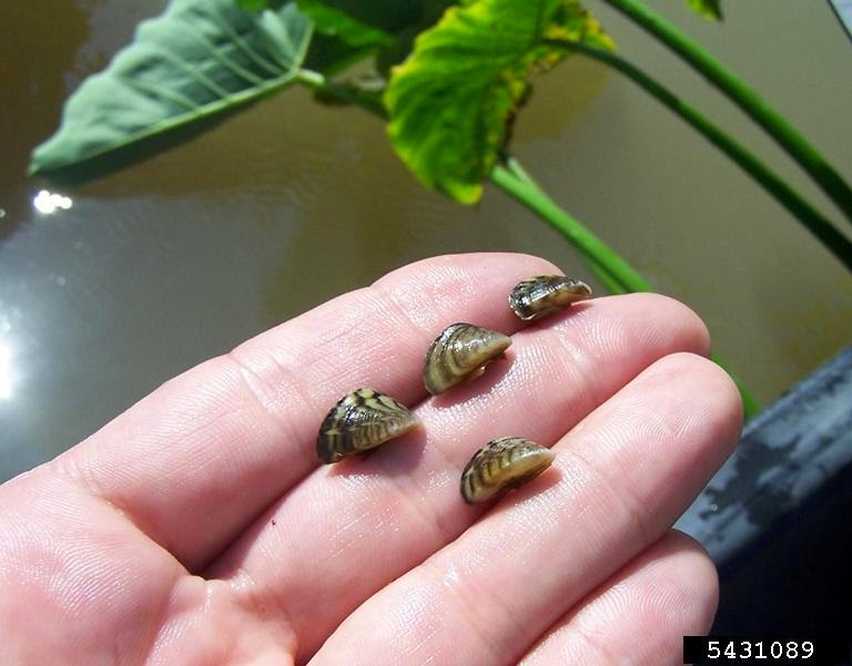 Zebra Mussel Infestation Found On Casper Boat Lift Zebra Mussel Infestation Found On Casper Boat Lift