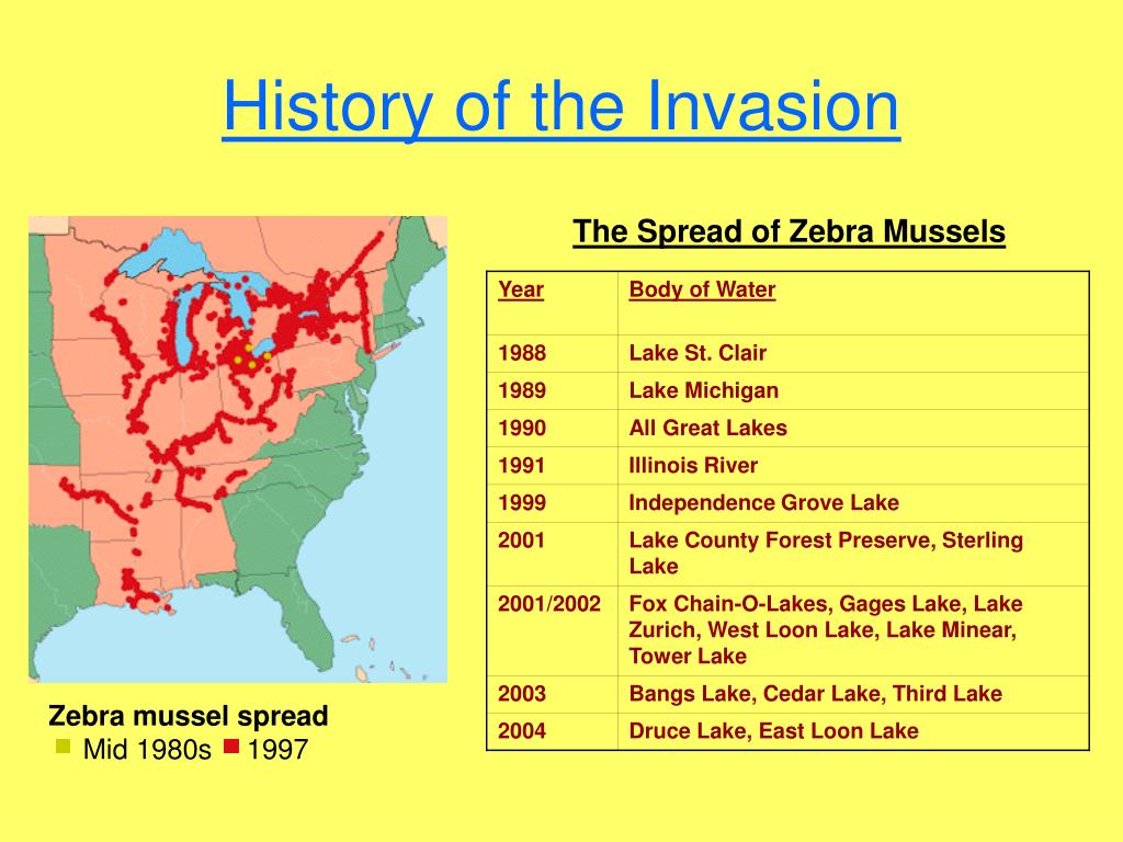 Zebra Mussel Invasion: Casper Resident's Unexpected Discovery Zebra Mussel Invasion: Casper Resident's Unexpected Discovery